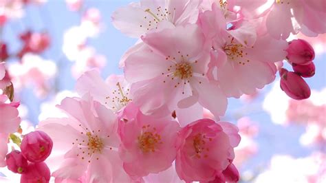 Beautiful Pink Cherry Blossom Wallpaper - Colors Wallpaper (34590464 ...