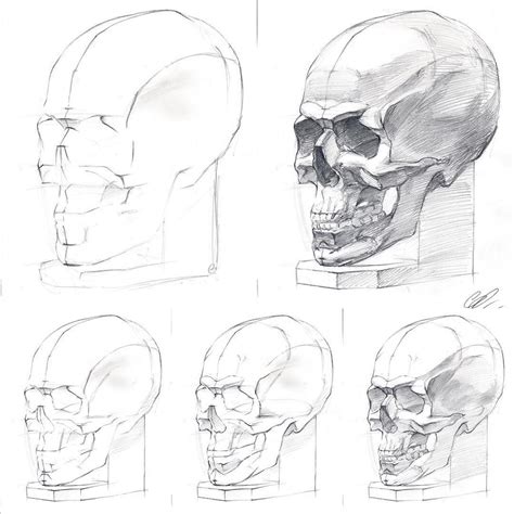 By @barbussergei How to draw a human skull, drawing tutorial #drawing # ...