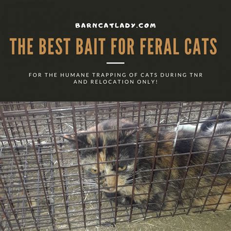 The Best Bait for Feral Cats (Humane Only!) – The Barn Cat Lady