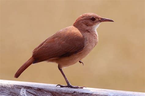 National animal of Argentina - Rufous hornero | Symbol Hunt