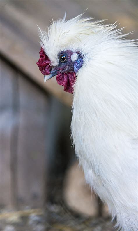 White fluffy hen | A nice white and fluffy hen of the Plättl… | Tambako The Jaguar | Flickr