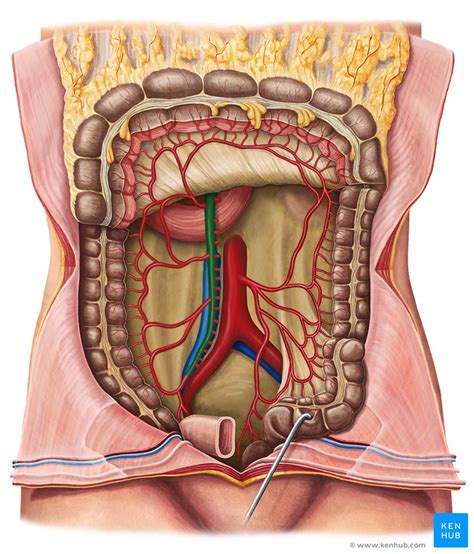 Intestino grueso: Suministro de sangre e inervación | Jiotower