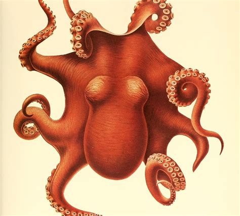 BibliOdyssey: The Cephalopoda