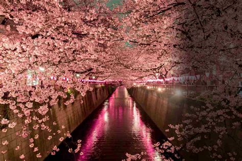 Japan Cherry Blossom Forecast (2021): When & Where To Visit 697