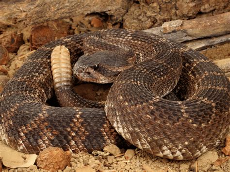 Why does rattlesnake tail sound? – 20th Century Science