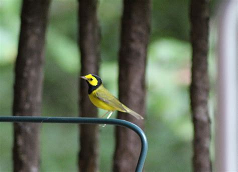 Hooded warbler (male) 8/28/20 | Cathie Bird | Flickr