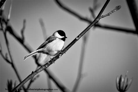 chickadee