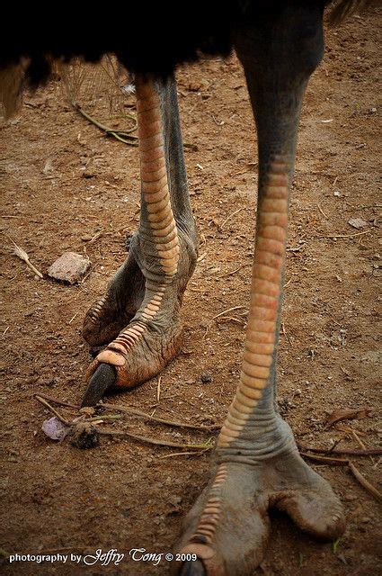 Ostrich Legs | Ostriches, Pet birds, Ostrich legs