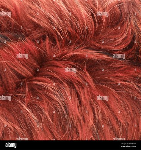 Red fur texture Stock Photo - Alamy