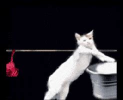 Cat Washing GIFs - Find & Share on GIPHY