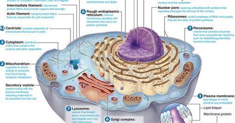 biomembranas