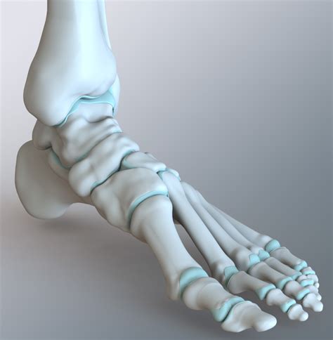 Zygote::Solid 3D Human Foot & Ankle Model | Medically Accurate | Anatomy