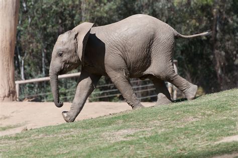 Elephant stampede! | Juvenile african elephant exploring its… | Flickr