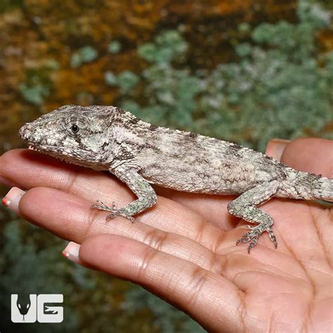 Baby Cuban False Chameleons For Sale - Underground Reptiles