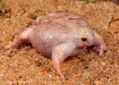 Myobatrachus gouldii, or the turtle frog, is a frog endemic to Western ...