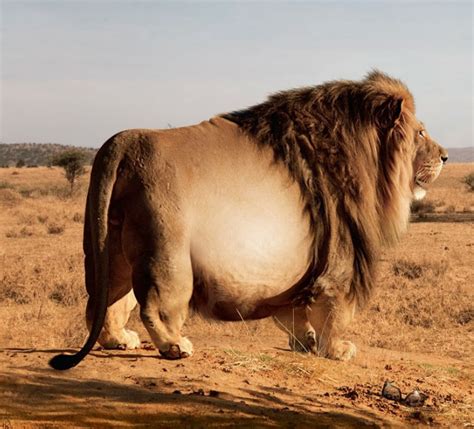 Fat lion