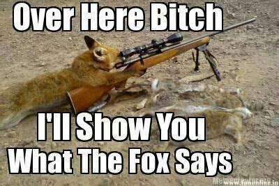 What the fox says | Funny faces pictures, Fox, Weird pictures