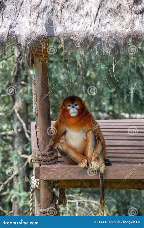 The Gibbons are the General Name for the Primate Animals. they are ...