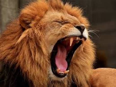 YAWNING AND ITS CAUSES - Industry Global News24