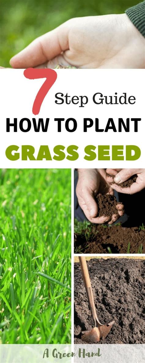 How To Plant Grass Seed: 7-Step Guide #grassseed #gardening #agreenhand ...