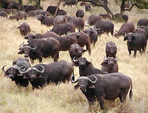 Herd of African Buffalo Herd