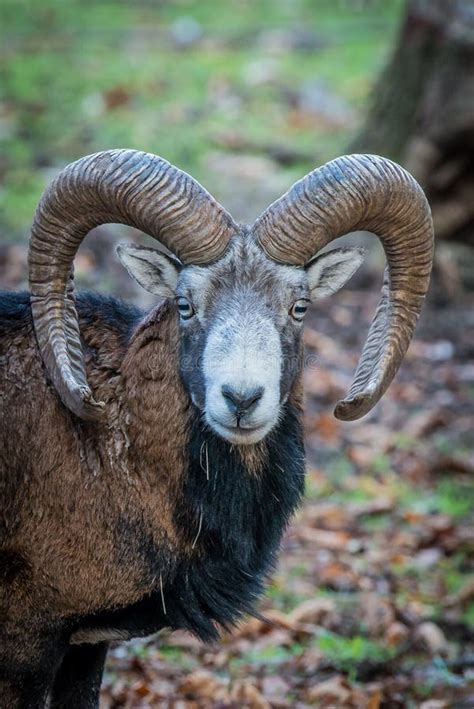 Horn, Argali, Wildlife, Fauna Picture. Image: 106403714