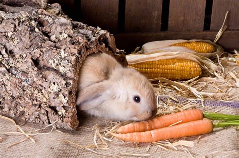 The Ultimate Rabbit Nutrition Guide: What's Safe & What's Unsafe?!