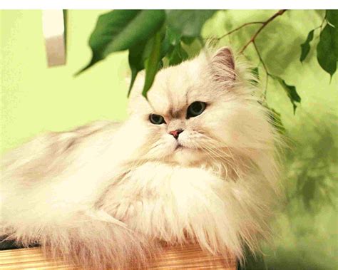 Behavior Problems in Persian Cats : How To Solve Them - My Persian Cat