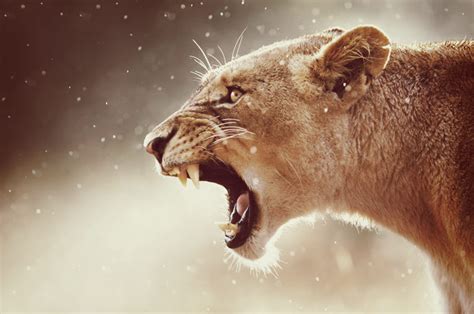 lioness-roaring