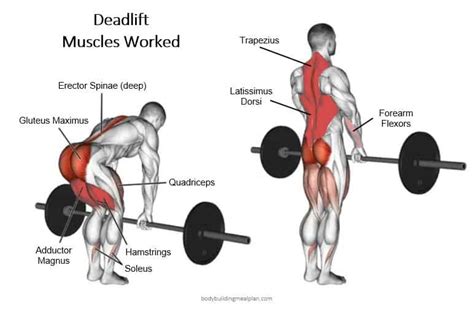 Rack Pull vs Deadlift: Difference, Benefits, And When To Use Each