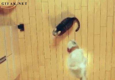 Cat Jump GIF - Find & Share on GIPHY