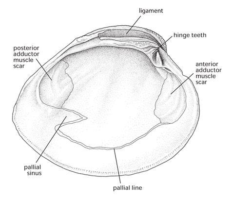 bivalves anatomy