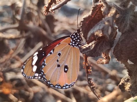 Danaus chrysippus Linnaeus, 1758 by Dharmendra Padhiyar on 29 March 2022