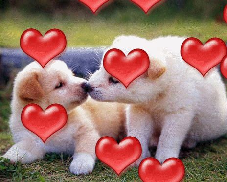 animated free gif: puppy love free animated gifs cats free animated ...