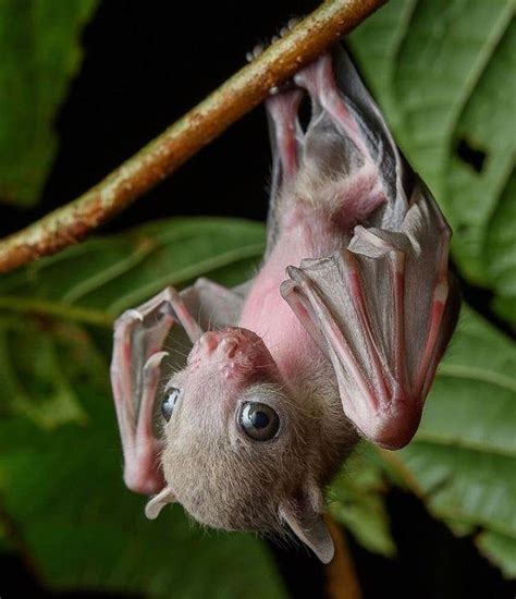 Baby Bat | Fruit bat, Bat species, Cute bat