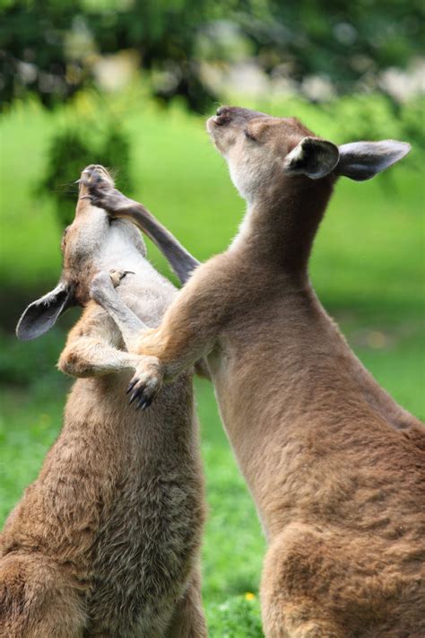Free Images : play, animal, wildlife, wild, zoo, mammal, two, fauna, kangaroo, wallaby, fight ...