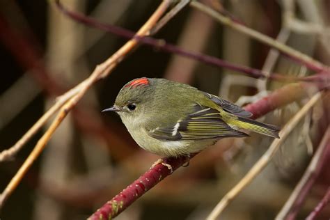 The Ruby-crowned Kinglet Tunes Up | BirdNote