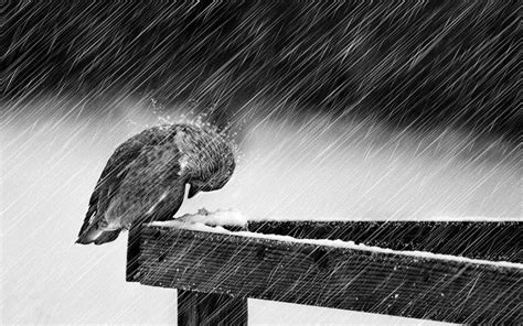 Rainy Day Resilience: Bird in the Storm HD Wallpaper