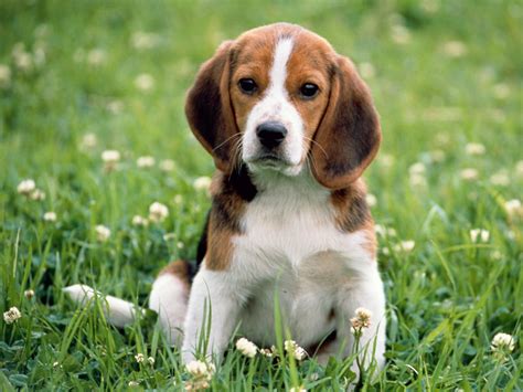 Dog Breed Informations: Traits of Beagle Dog