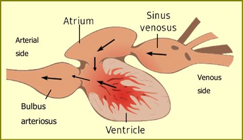 Diagram Of Fish Heart