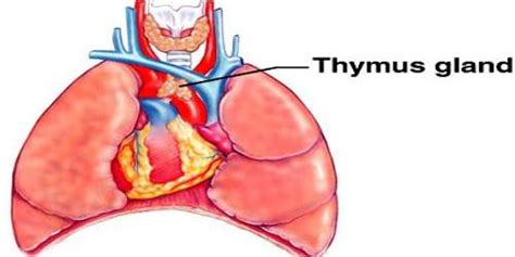 Thymus Gland - Assignment Point