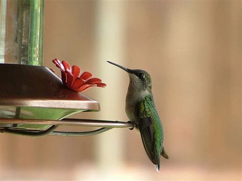 Hummingbird Feeder Placement | BeChewy