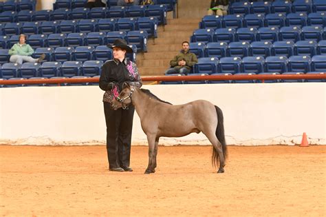 Photos - Horse Exhibitors