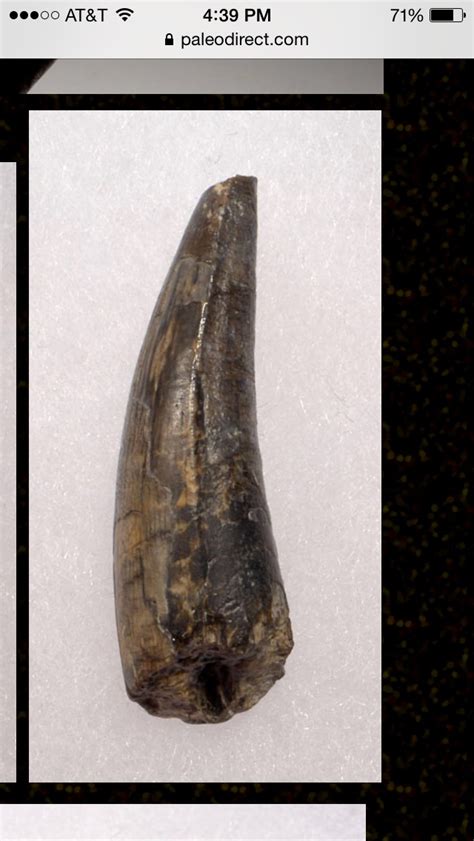 Suchomimus Tooth - Fossil ID - The Fossil Forum