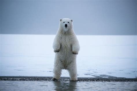 Young Polar Bear Standing On Hing Legs, Bernard Spit, Alaska, Usa Photograph by Steven Kazlowski ...