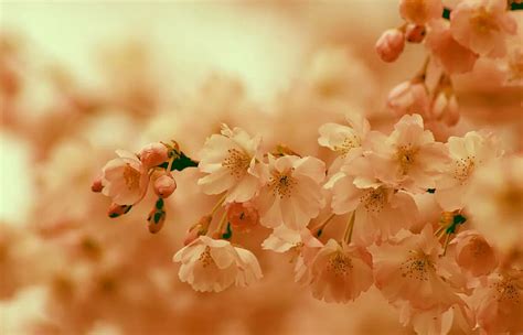 cherry blossom, spring, bloom, pink, orange, sun, summer, branch, blossom, tree, ornamental ...