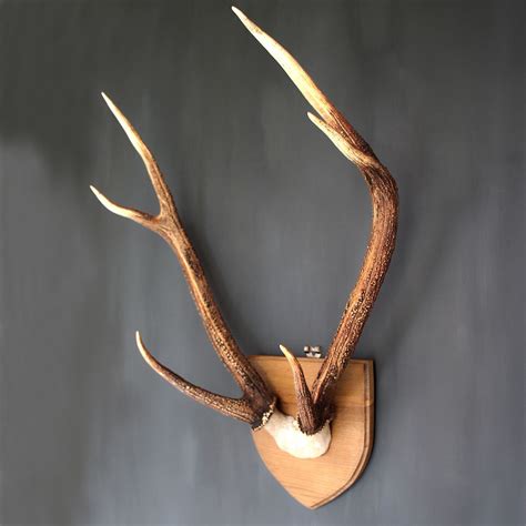 Pin on Taxidermy art