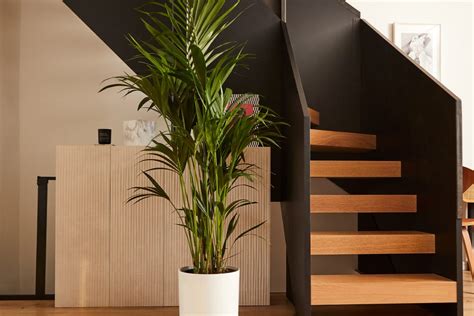 Create a stylish Japanese-inspired home with plants | Patch Plants