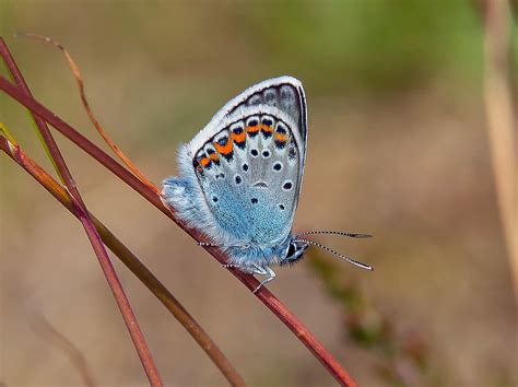 Silver - studded Blue. | Species: Plebejus argus. Many thank… | Flickr