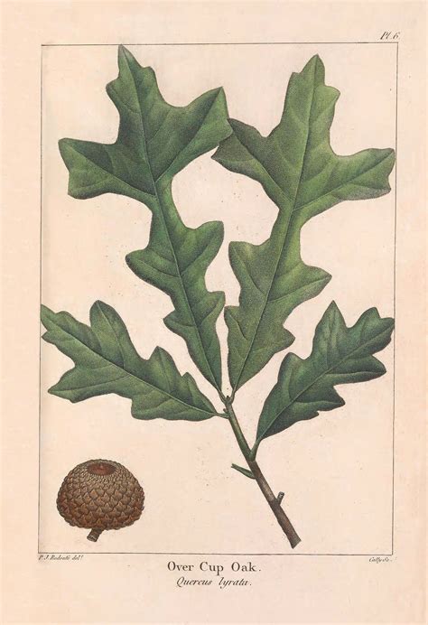 20 Oak Leaf Images with Acorns - The Graphics Fairy